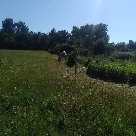 Maison Individuelle 5 Couchages Dans Ferme Equestre Aups Dış mekan fotoğraf